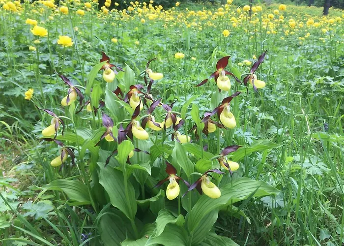 Apartament Feriendomizil Taupadel *